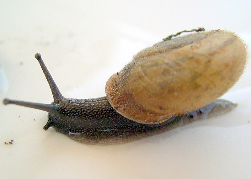 Chilostoma ( Campylea) lefeburianum (Frussac, 1822) (GO)